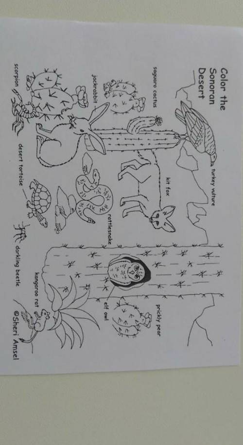 (1- по рисунку пустыни подписать части биоценоза (цифрой 1) и экотопа (цифрой 2)