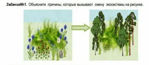 Объясните причины, которые вызывают смену экосистемы на рисунке.