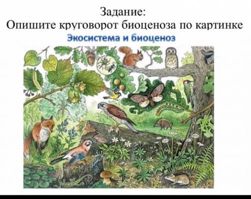 Опишите круговорот биоценоза по картинке