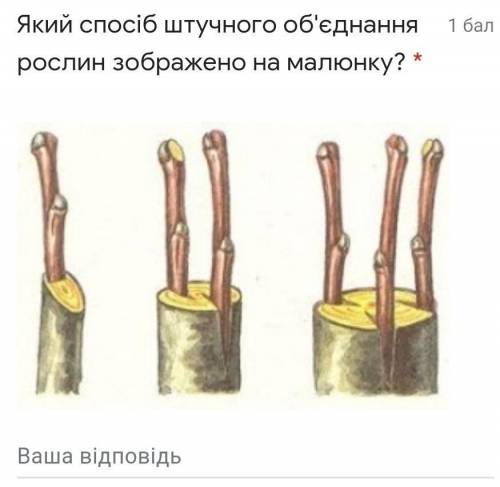 Який іб штучного об'єднання рослин зображено на малюнку?