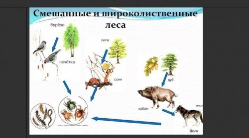 Опишите поток энергии и вещества в экологической пирамиде леса ( 5- 7 предложений)