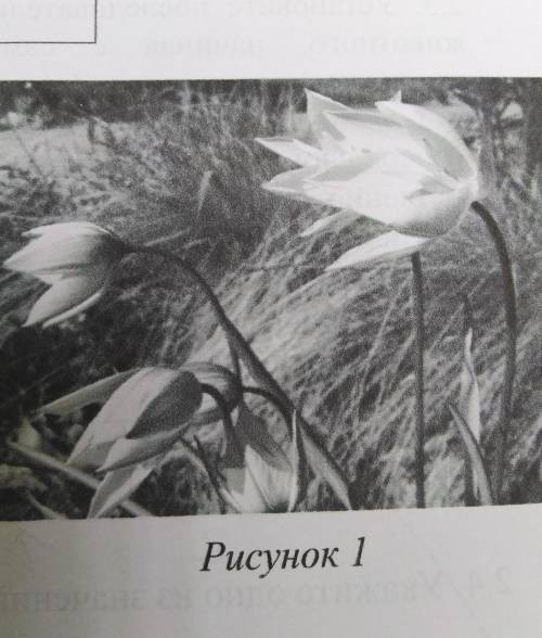 Какой тип питания характерен для тюльпана лесного изображённого на рисунке 1? обоснуйте свой ответ 