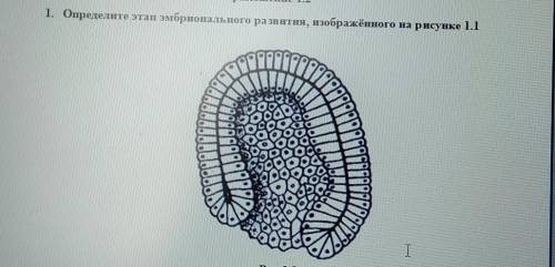 Определи этапы эмбрионального развития изображён на рисунке 1.1