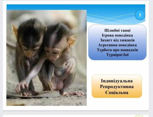 Практична робота 7 Визначення форм поведінки тваринМета навчитися розпізнавати форми 