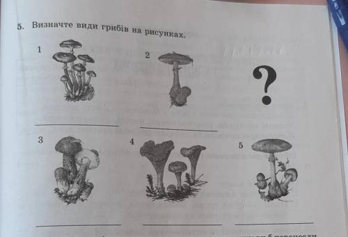 Визначте іиди грибів на малюнку