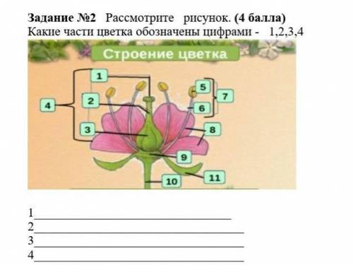 Какими части обозначены цифрами