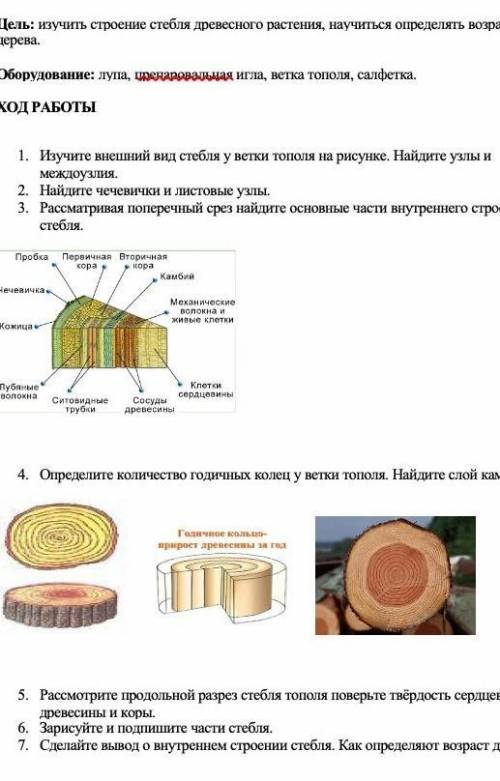 Хлп биология лабораторная работа №11