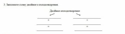 3. Заполните схему двойного оплодотворения.