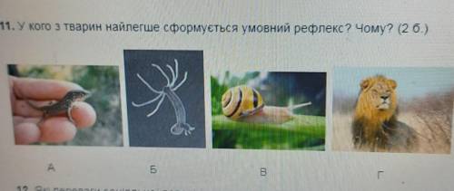 У кого з тварин найлегше формується умовний рефлекс?Чому?