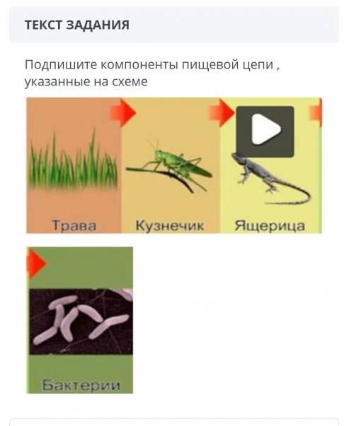 Подпишите компонеты пищевой цепи указаные на схеме