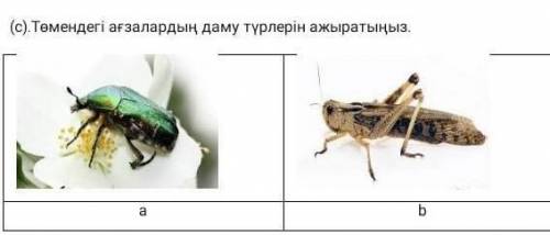 Төмендегі агзалардын даму турлерин ажыратыныз