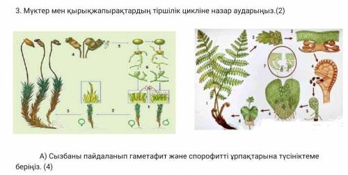 Прокомментируйте потомство гаметофита и спорофита, используя схему