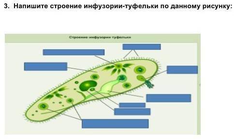 3. Напишите строение инфузории-туфельки по данному рисунку: (8 б) 
