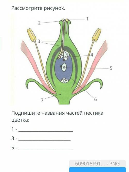 Рассмотрите рисунок. 2 1 3 4 5 7 6 названия частей пестика Подпишите цветка 