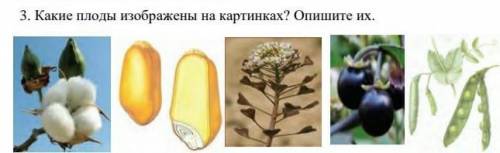 Какие плоды изображены на картинках Опишите ихпомгите людиии