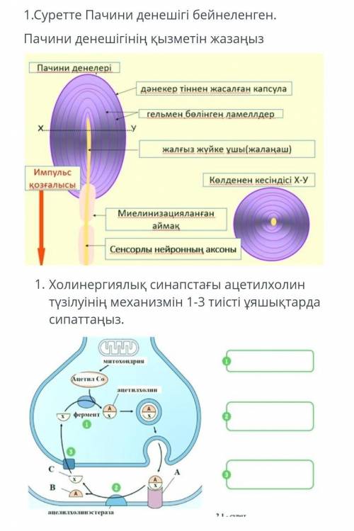 Суретте Пачини денешесі бейнеленген. Пачини денешесінің қызметін жазыңыз.