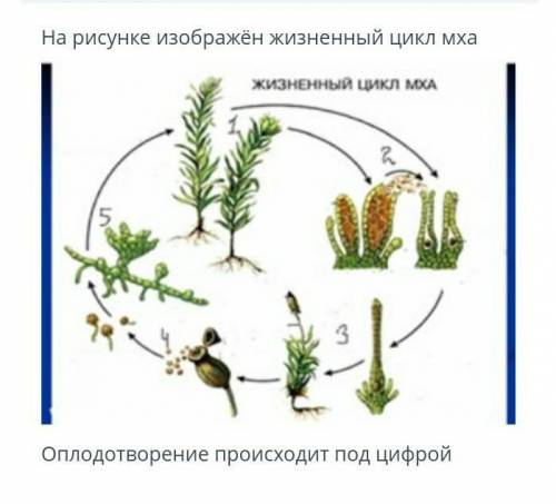 На рисунке изображён жизненный цикл мхаоплодотворение происходит под цифрой