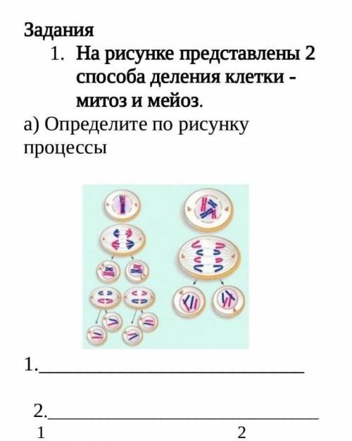 Задания 1. На рисунке представлены 2 деления клетки -Митоз и мейоз.а) Определите по рисункупроцессы