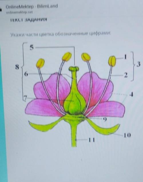 Укажите части цветка обозначенные цифрами