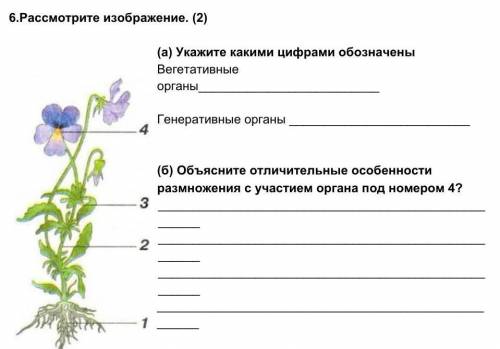 )Укажите какими цифрами обозначены Вегетативные органы 