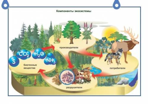 Используя данные на рисунке, составьте экологическую пирамиду. 
