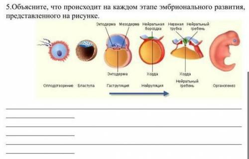 Обьясните что происходит на каждом этапе эмбрионального развития , представленного на рисунке 