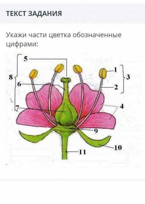очень надо сор по биологии 