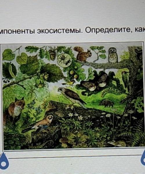 Определите каких компонентов экосистемы не хватает на ртсунке