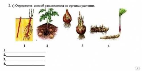 2. а) Определите размножения по органам растения. 1 2 3 4 