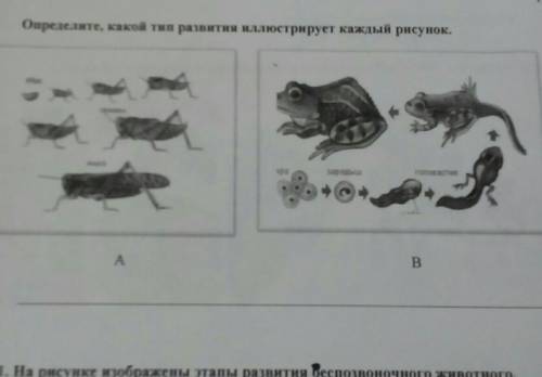 9.Определите, какой тип развития иллюстрирует каждый рисунок.AB