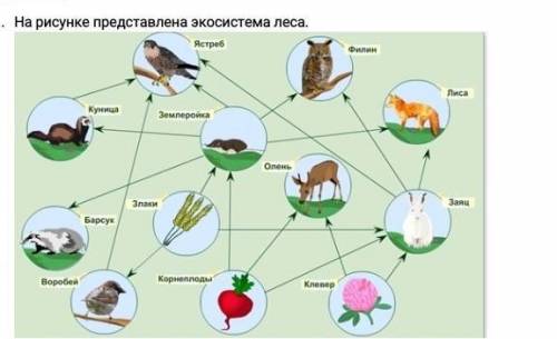 Объясните взаимосвязь компонентов в этой экосистеме.