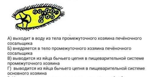 Личинка изображонная на рисунке 