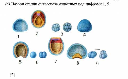 (c) Назови стадии онтогенеза животных под цифрами 1, 5. СОЧ!