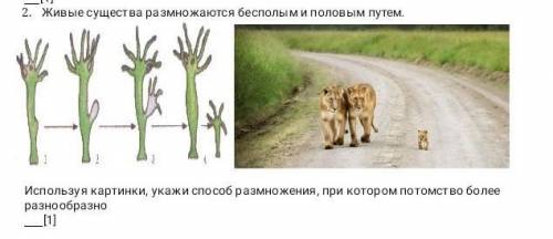 Используя картинки укажи размножения при котором потомство более разнообразны 