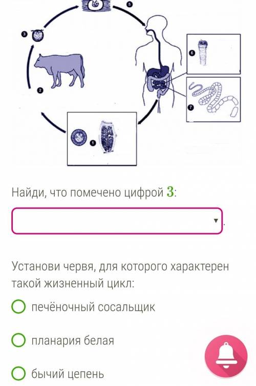 Вставь цифру, которой обозначен основной хозяин: