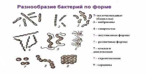 Задание 4. На рисунке показаны различные формы бактерий. Укажите цифры, соответствующие следующим в