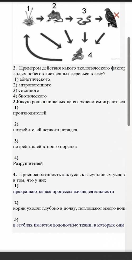 3.Какую роль в пищевых цепях экосистем играют зелёные растения?