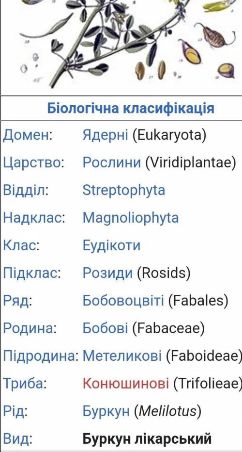 Чим відрізняється буркун лікарський і еспарцет посівний