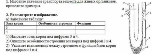 Заполните таблицу Назовите зоны корня под цифрами 3и4 Опишите особ енности строения зон корня под ци
