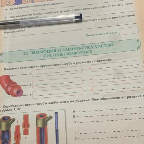 1. Назовите слои стенки кровеносного сосуда и укажите их значение