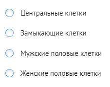 Назовем клетки, из которых состоит пыльца