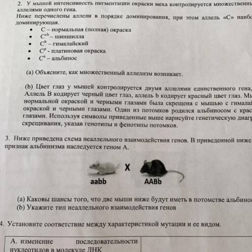 2 и 3 2)У мышей интенсивность пигментации окраски меха контролируется множественными аллеями одного